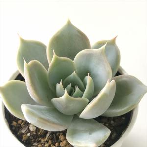 多肉植物 hmエケベリア サバリナ 多肉植物 エ...の商品画像