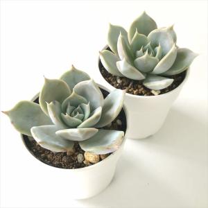 多肉植物 hmエケベリア サバリナ 多肉植物 ...の詳細画像1