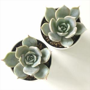 多肉植物 hmエケベリア サバリナ 多肉植物 ...の詳細画像2