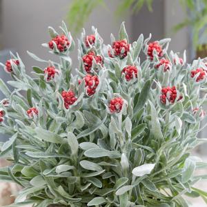 予約販売 宿根草の苗 ヘリクリサム 苗 レッドジュエル 10.5cmポット 多年草 ガーデニング 花苗 宿根草苗 nish3 3月下旬以降発送