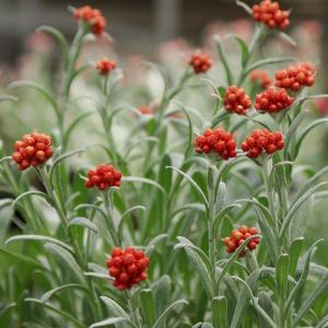 予約販売 宿根草の苗 ヘリクリサム 苗 エンバーグロー 10.5cmポット 多年草 ガーデニング 花苗 宿根草苗 nish3 3月下旬以降発送