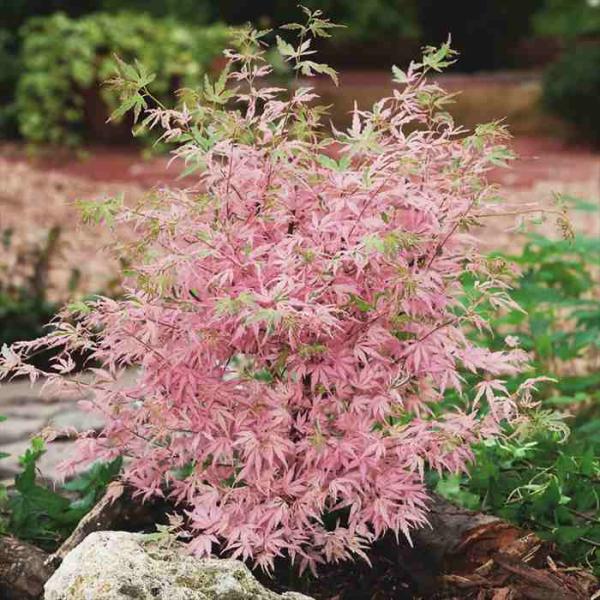 予約販売 もみじ テイラー 10.5cmポット 紅葉 モミジ 庭木 苗木 花木 pwk 4月中旬以降...