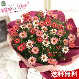 ＼まだ間に合う／ 母の日 プレゼント マーガレット あんずな気持ち 5号鉢 送料無料 母の日ギフト 花 鉢植え best