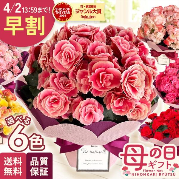 選べる リーガースベゴニア 12色 4.5号鉢 送料無料 ラッピング付き お歳暮 冬ギフト プレゼン...