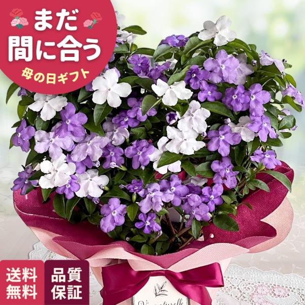 爆買 母の日 ギフト 花 ニオイバンマツリ 5号鉢 早割 送料無料 母の日 プレゼント 鉢植え be...