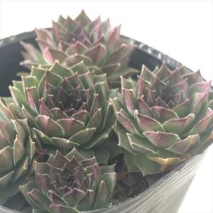 感謝を込めて。センペルビウム15(*´ω`*)Ｓ 感謝を込めて。センペルビウム15(*´ω`*)M 【公式通販】