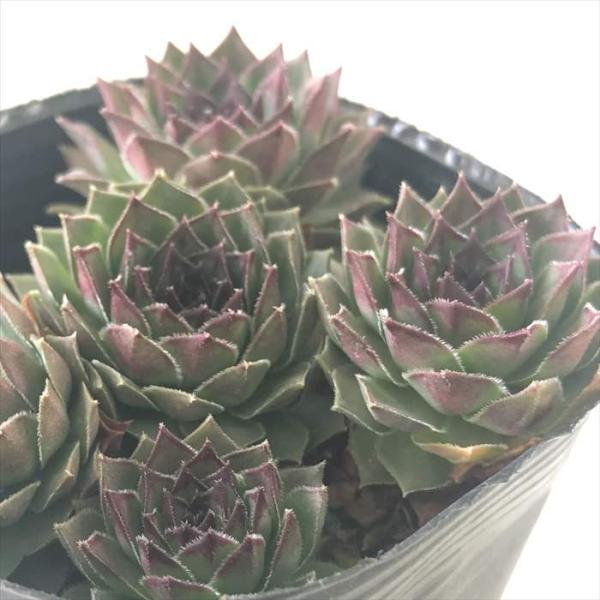 多肉植物 sfセンペルビウム ビッグロック  7.5cmポット センペルビブム