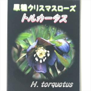 日本花キ流通 原種クリスマスローズ苗 デュメトルム 実生苗 落葉性 9cm