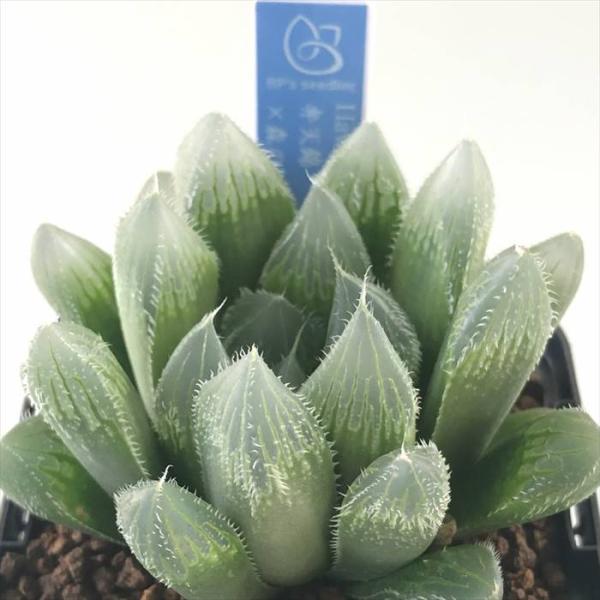 多肉植物 bphハオルチア 弁天錦×森の妖精 7.5cmポット