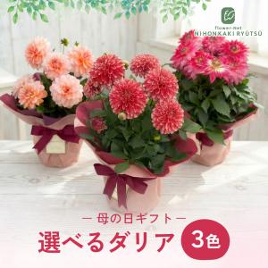 ＼ 早割 / 母の日 プレゼント 選べる ダリ...の詳細画像3