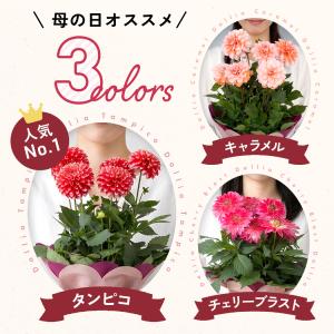 ＼ 早割 / 母の日 プレゼント 選べる ダリ...の詳細画像4