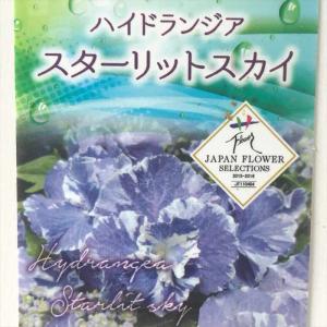 アジサイ ラピスラズリ 10.5cmポット 加茂 KAMOセレクション