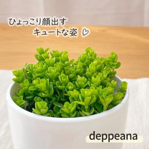 日本花キ流通 観葉植物 ベンジャミン スターライト 5号鉢 送料無料