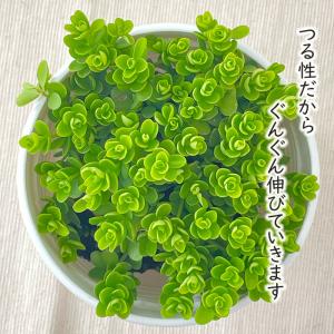 観葉植物 cot ペペロミア デピーナ 3.5...の詳細画像1