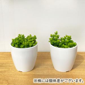 観葉植物 cot ペペロミア デピーナ 3.5...の詳細画像2