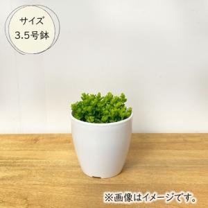 観葉植物 cot ペペロミア デピーナ 3.5...の詳細画像3