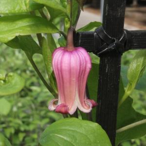 日本花キ流通 予約販売 クレマチス 苗 雫 ヴィオルナ系 壺型 ベル型 2