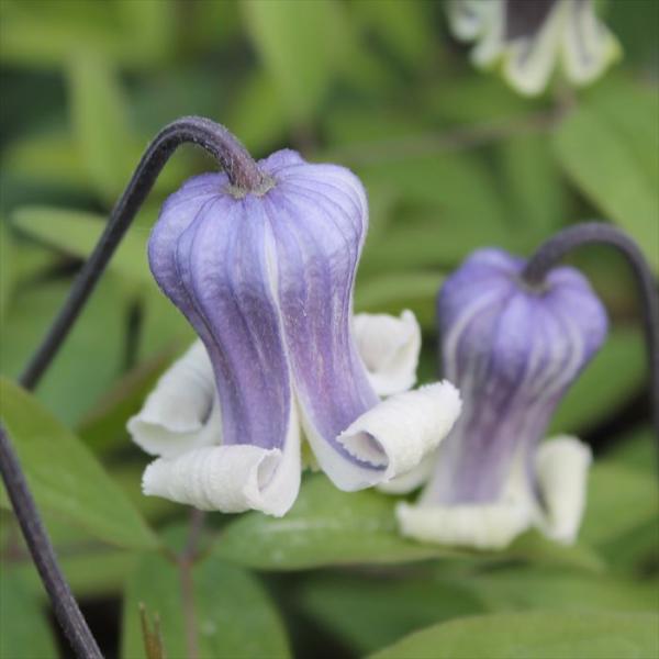 予約販売　クレマチス 苗 Dr.Marry ドクターマリー ヴィオルナ系 壺型 ベル型 2年生苗 4...