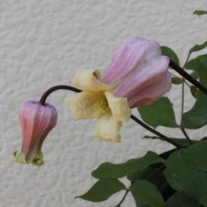 クレマチス　苗③ 26323_1.jpg