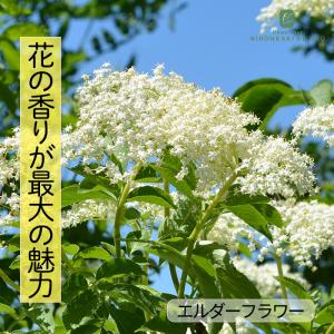 日本花キ流通 ジャスミン 苗 ホワイトプリンセス 9cmポット ハーブ苗