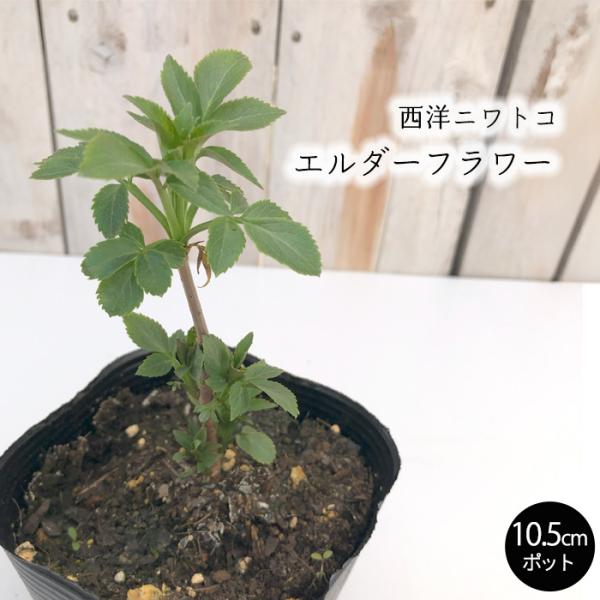エルダーフラワー 苗 10.5cmポット 西洋ニワトコ ハーブティー コーディアル 芳香 ハーブ苗 ...