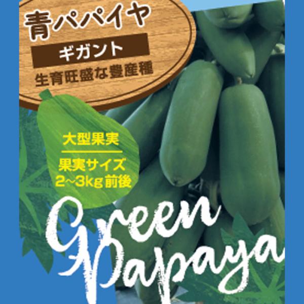 青パパイヤ ギガント 苗 3.5号ポット パパイヤ グリーンパパイヤ 健康野菜