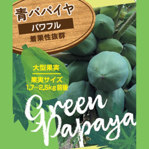 青パパイヤ パワフル 苗 3.5号ポット パパイヤ グリーンパパイヤ 健康野菜