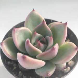日本花キ流通 多肉植物 skエケベリア モンブラン 多肉植物 エケベリア