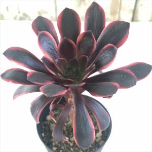 多肉植物　アメジスチヌム　カット苗1個 日本花キ流通 多肉植物 hxエケベリア アメジスチヌム×モンブラン 多肉