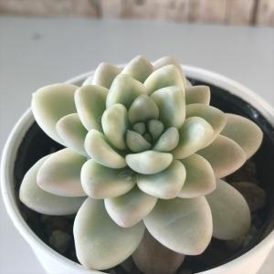 日本花キ流通 多肉植物 seエケベリア プロリフィカ錦 エケベリア 7.5cm