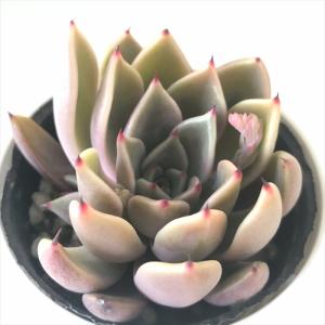 日本花キ流通 多肉植物 hmグラプトペタルム ピーチ姫（ブロンズ姫錦