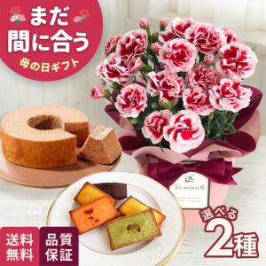 母の日 ギフト 花 カーネーションと選べるお菓子 いちごホイップ 4号鉢 バウムクーヘン フィナンシェ 花とセット 送料無料 母の日ギフト