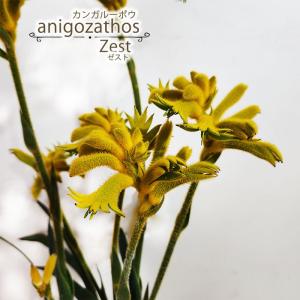 日本花キ流通 予約販売 カンガルーポー グロウ アニゴザントス 5号鉢