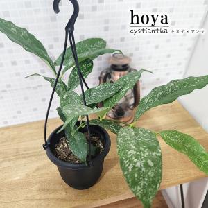 日本花キ流通 予約販売 観葉植物 ホヤ デシプラエ 4号 吊り鉢 吊り下げ