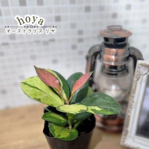 日本花キ流通 観葉植物 コウモリラン ビカクシダ エレファントティス