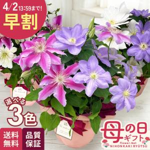 日本花キ流通 予約販売 斑入りクリスマスローズ スノーフィーバー 5号