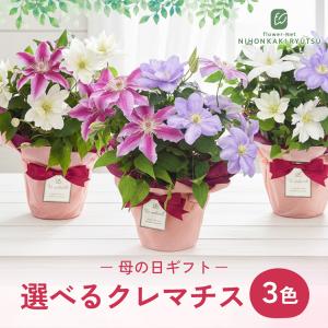 ＼ 早割 / 母の日 プレゼント 選べる クレ...の詳細画像3