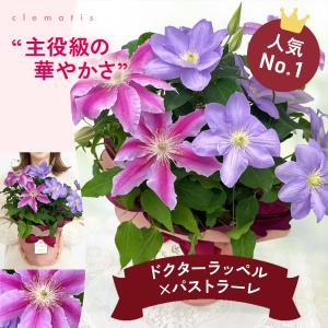 ＼ 早割 / 母の日 プレゼント 選べる クレ...の詳細画像5