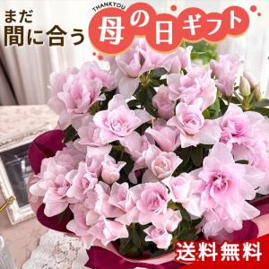 ＼まだ間に合う／ 母の日 プレゼント ツツジ ミセスグラバー 5号鉢 送料無料 母の日ギフト 花 鉢植え best