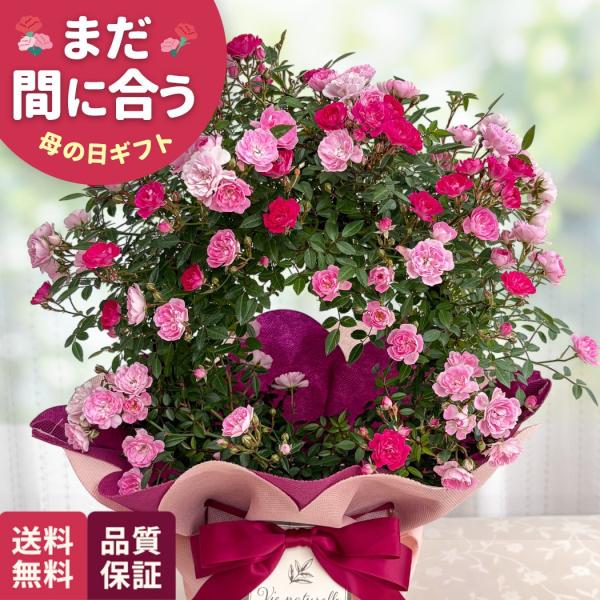 爆買 母の日 ギフト 花 バラ 2色植え リング仕立て 5号鉢 早割 送料無料 母の日 プレゼント ...