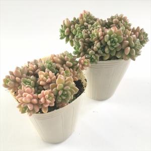 多肉植物 sbグラプトセダム ばらまきダルマヒ...の詳細画像1