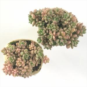 多肉植物 sbグラプトセダム ばらまきダルマヒ...の詳細画像2