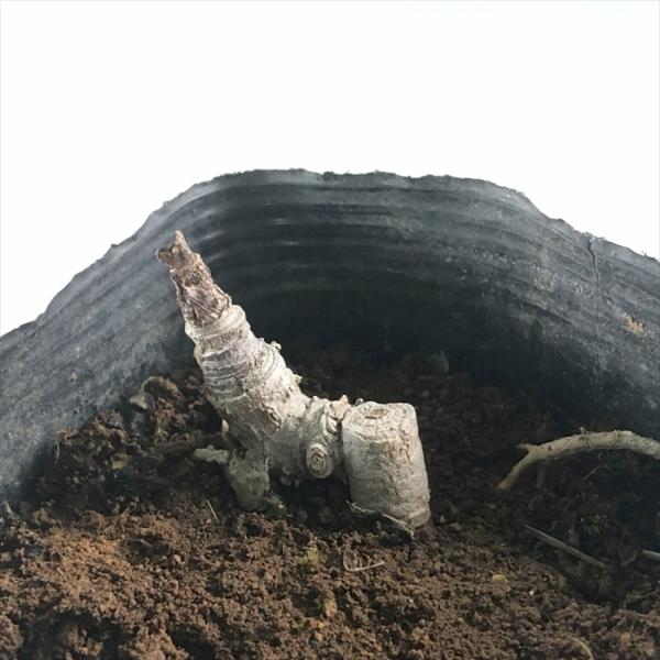 とげなしタラノキ 10.5cmポット たらの木 苗木 花木