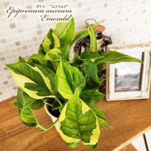 観葉植物 ポトス エメラルド 3.5号鉢 観葉植...の商品画像