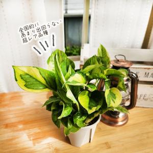 観葉植物 ポトス エメラルド 3.5号鉢 観葉...の詳細画像1