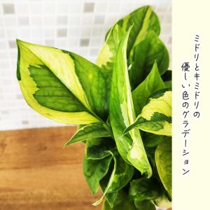 観葉植物 ポトス エメラルド 3.5号鉢 観葉...の詳細画像2