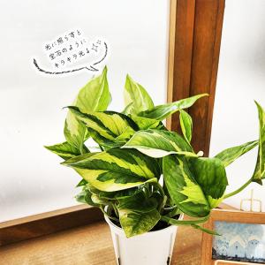 観葉植物 ポトス エメラルド 3.5号鉢 観葉...の詳細画像3