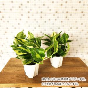 観葉植物 ポトス エメラルド 3.5号鉢 観葉...の詳細画像4