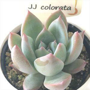 多肉植物 oriミックスベリア No.067 華切子 おらいさん苗 送料