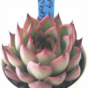 多肉植物 アドロミスクス ピンクハート 3~5頭 るる農園 : るる農園 